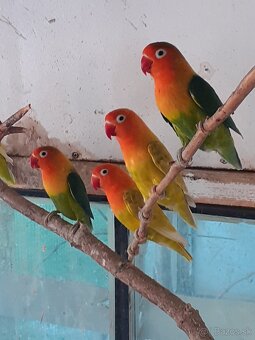Predám agapornisi - 2
