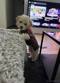 Maltipoo beige - 2