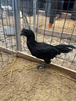 Kohúty Ayam cemani - 2