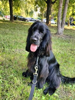 Ponúkam na krytie anklicky kokeršpaniel - 2