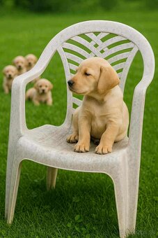 šteniatka labrador a IHNEĎ - 2