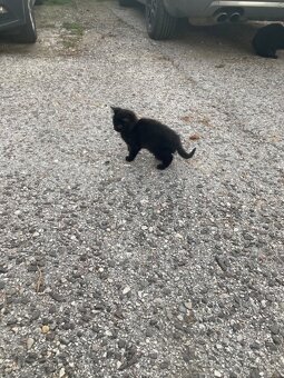 Darujem mačiatka - 2