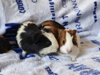 Prasiatko Morčiatko - 2