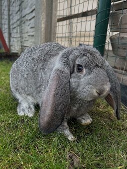 Králiky ( francúzsky baran ) - 2