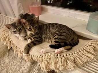 Darujem mačičky - 2