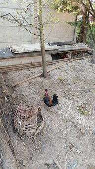 Predám kohútika liliputana - 2