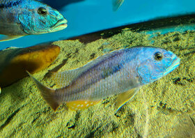 Aristochromis christyi,copadychromis, cyrtocara - 2