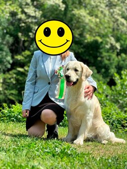 Zlatý retriever s PP na krytie - 2