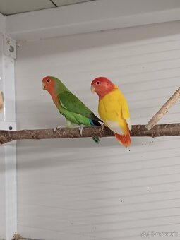 Agapornis ružovohrdly - 2