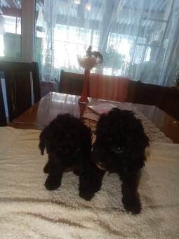Toy pudel pudlik - 2