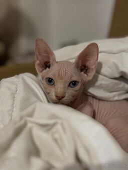 Sphynx - 2