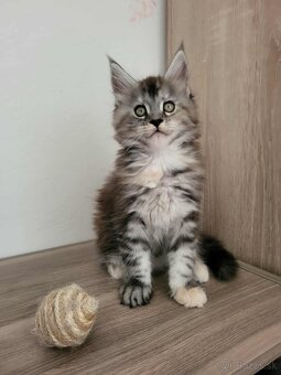 Mačička Maine Coon - 2