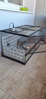 Terarium - 2