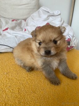 Pomeranian - 2
