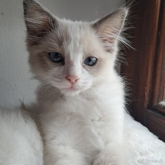 Ragdoll mačiatko - 2