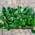 Prunus laurocerasus Vavrínovec ,,NOVITA, 0,38 € - 2