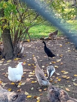 Predám indické bežce - 2