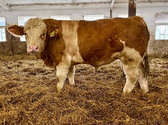 Plemenný býk Mäsový simentál - 2