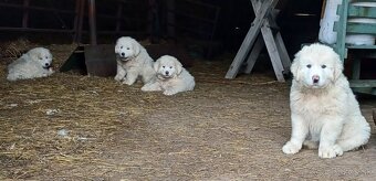 Slovenský čuvač - 2