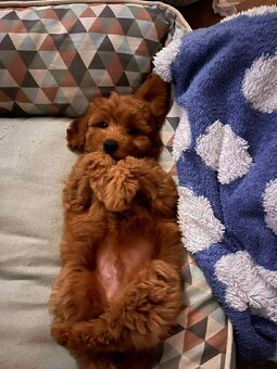 Red Maltipoo boy - 2