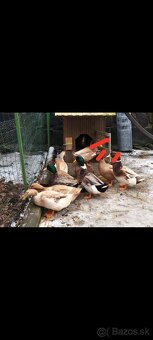 Predám kačky a káčera - 2