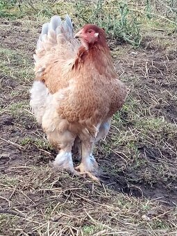 Mládky brahmanky - 2