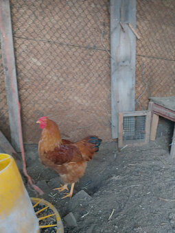 Predaj kohút oravka - 2