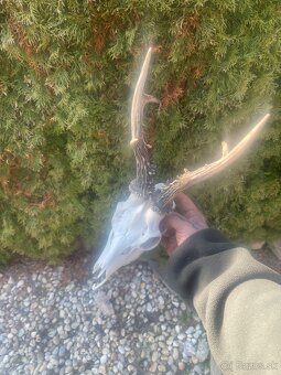 Trofej ,srnec ,parohy ,parozie - 2