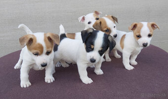Jack Russell Terier šteniatka - 2