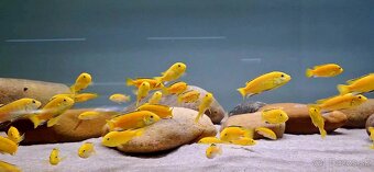 Labidochromis caeruleus yellow kakusa - 2