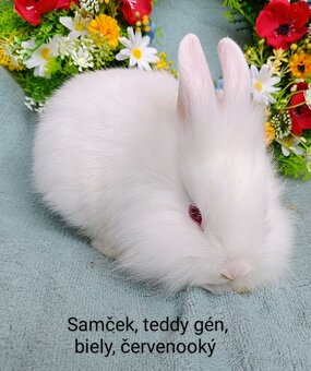 Zakrslý ( zdrobnený) kralik s VP, teddy gén samček biely - 2