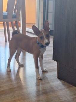 Basenji 3 mesacne steniatko - 2