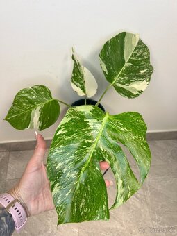 Monstera Deliciosa Albo Variegata - 2