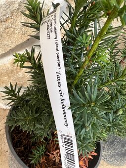 Tis taxus - 2