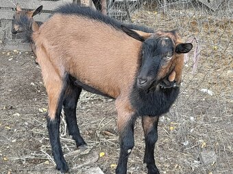 Pripúšťanie s čistokrvným alpinskỳm capom - 2