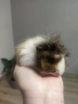 Morské prasiatka - 2