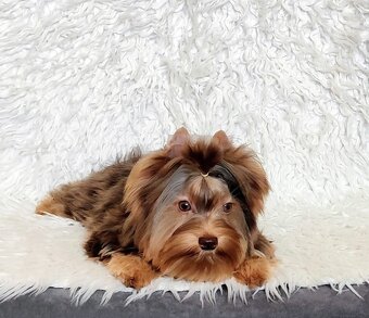 Yorkshire teriér s PP, Jorkšírský teriér s PP, York - 2