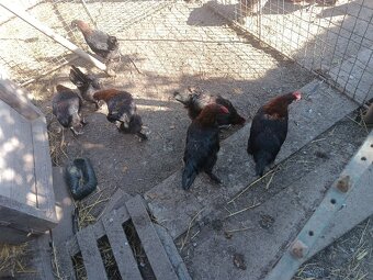 Kohuty čistokrvne marans - 2