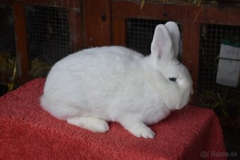 Predam Viedensky biely - 2