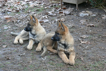 Šteniatka Nemeckého ovčiaka s PP- pracovné - 2