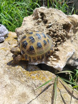 Korytnacka stepna - 2