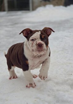 American Bully štandard - 2