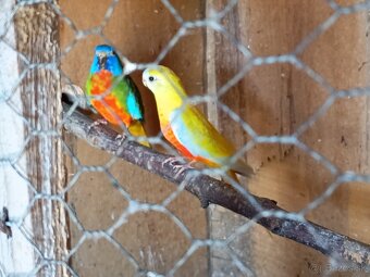 Neoféma modrohlavá - 2