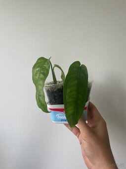 Monstera Obliqua Amazonas - 2