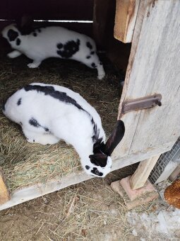 Králik domáci samicka - 2