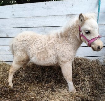 Americký miniaturní kůň - minihorse - 2