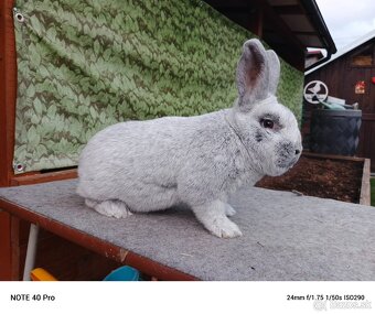 Veľký svetlý strieborný - 2