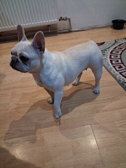 Francúzsky Buldoček - 2