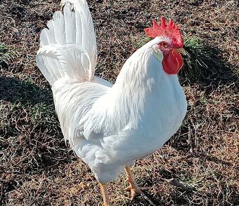 Leghorn nasadove vajcia - 2