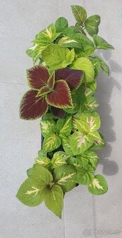 Rastlinka ozdobná Coleus - 2